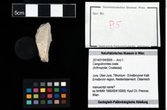 Foto (Objekt + Etikett) von Cengodromites ovale  (NHMW-GEO-2014-0194-0005)